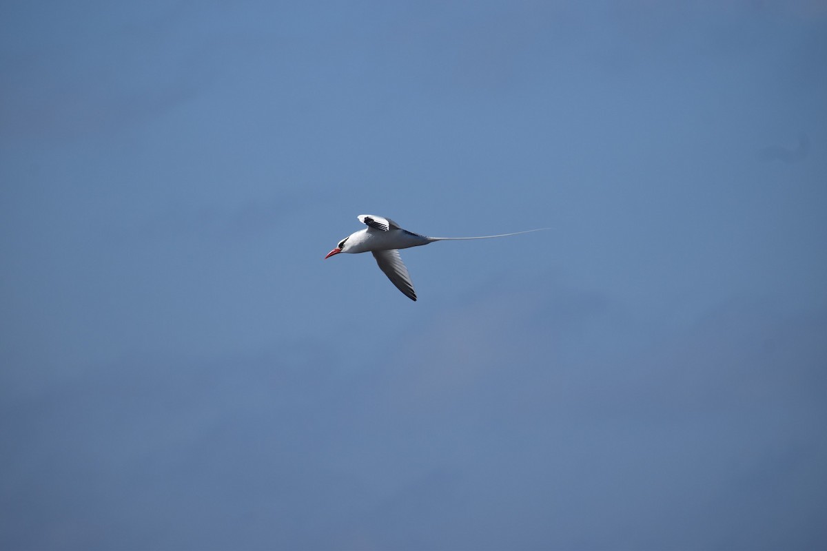 Red-billed Tropicbird - ML620768092