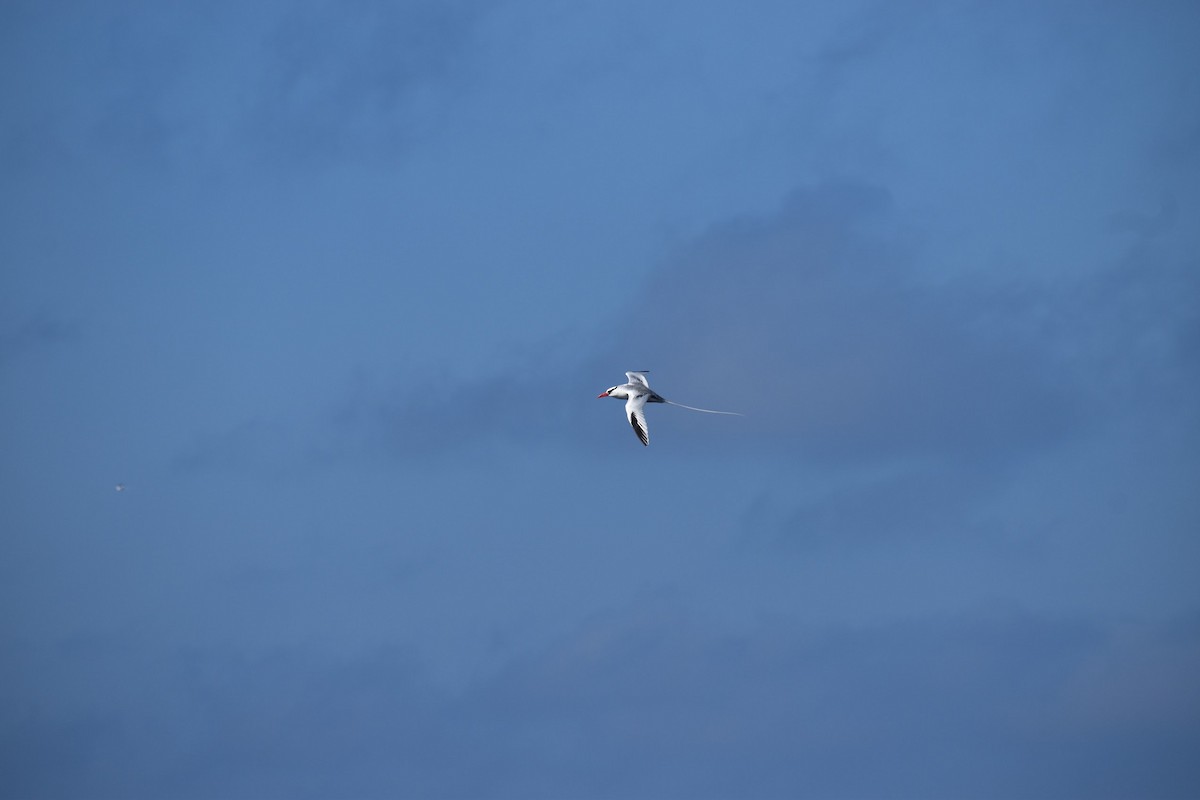 Red-billed Tropicbird - ML620768093