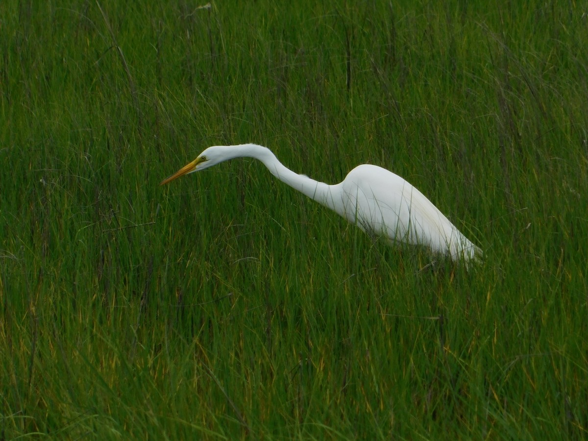 Great Egret - ML620768095