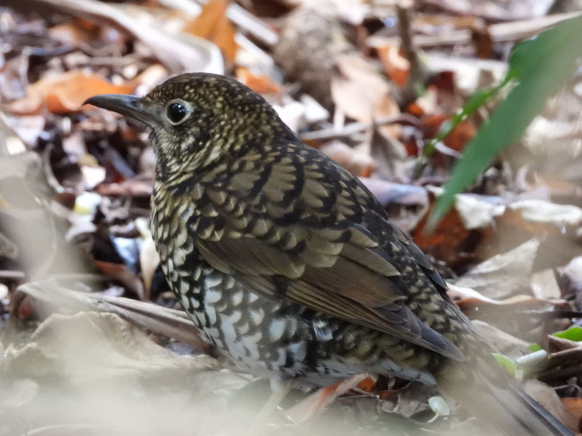 Bassian Thrush - ML620768096