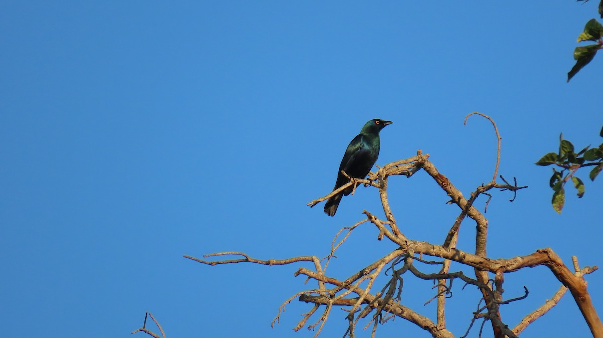 Black-bellied Starling - ML620768098