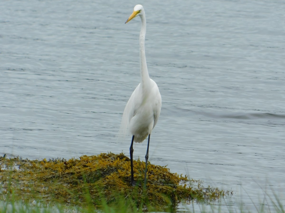 Great Egret - ML620768102