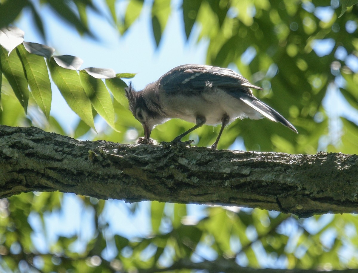 Blue Jay - ML620768106