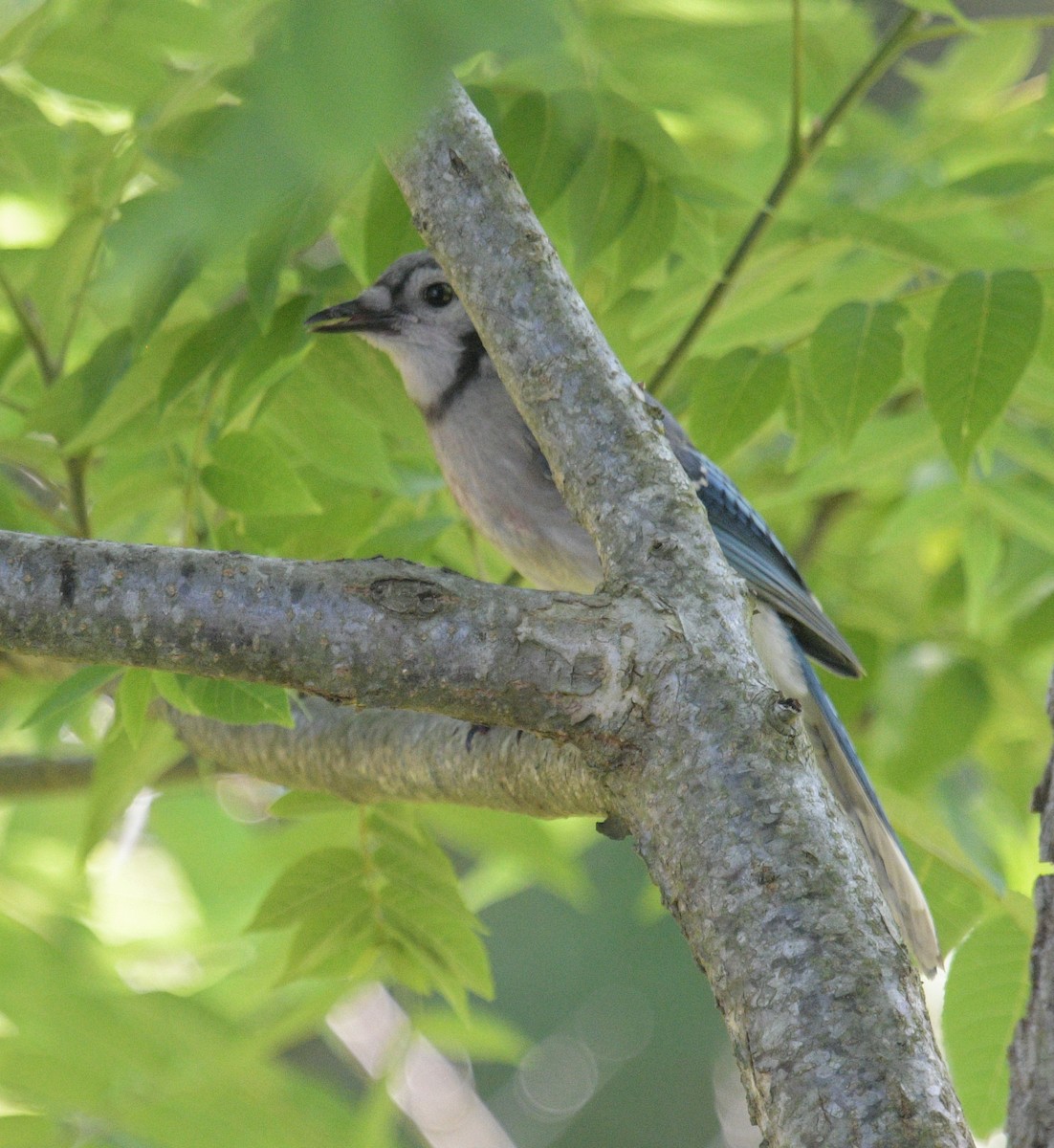 Blue Jay - Margaret Poethig