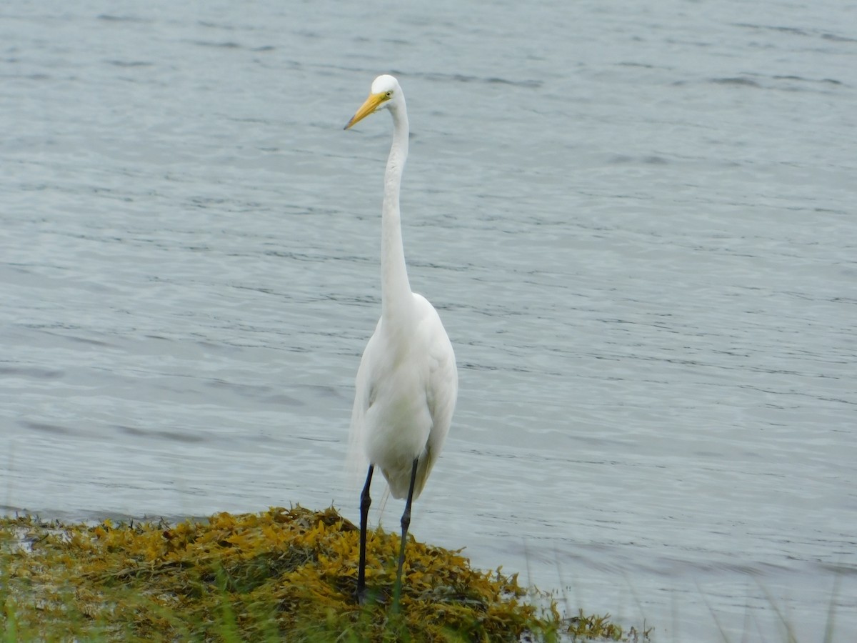 Great Egret - ML620768108