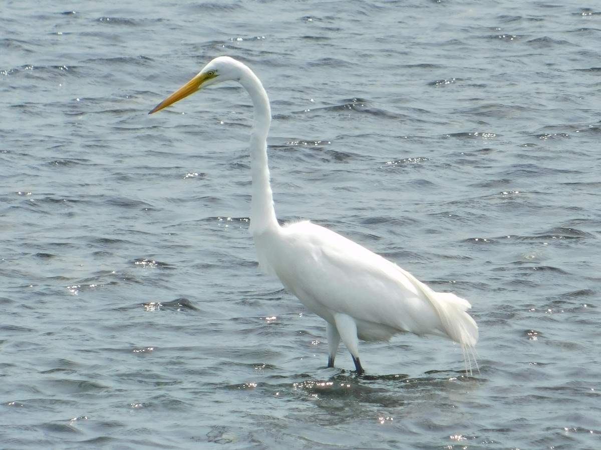 Great Egret - ML620768110