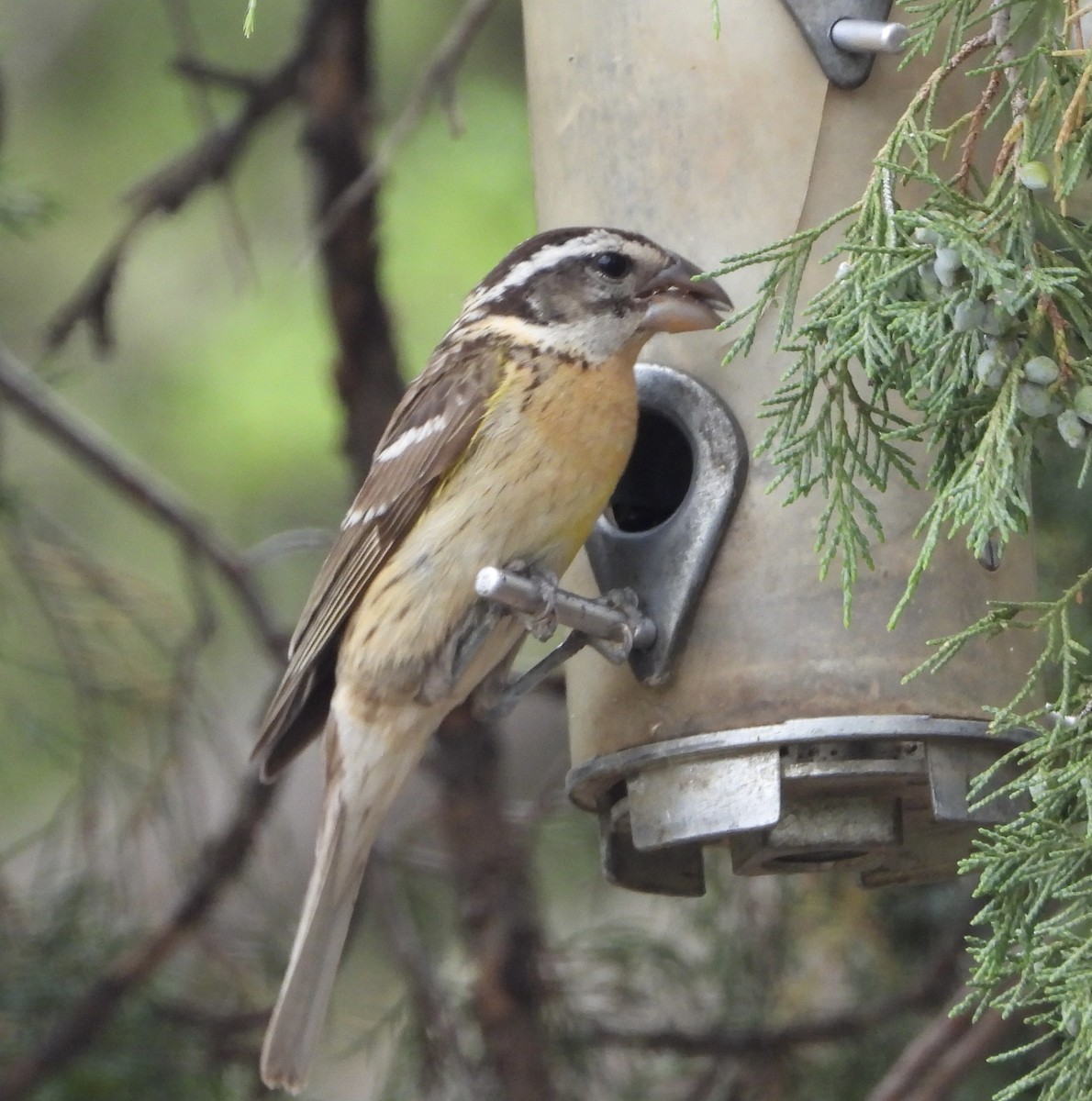 Black-headed Grosbeak - ML620768112