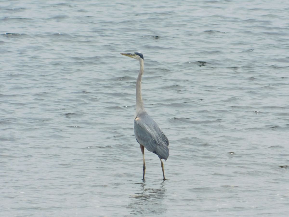 Great Blue Heron - ML620768113