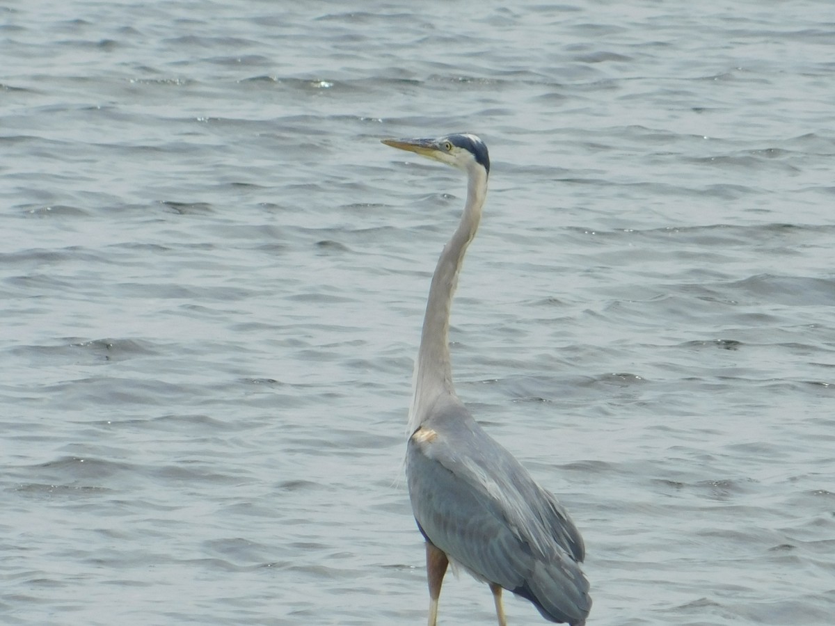 Great Blue Heron - ML620768114