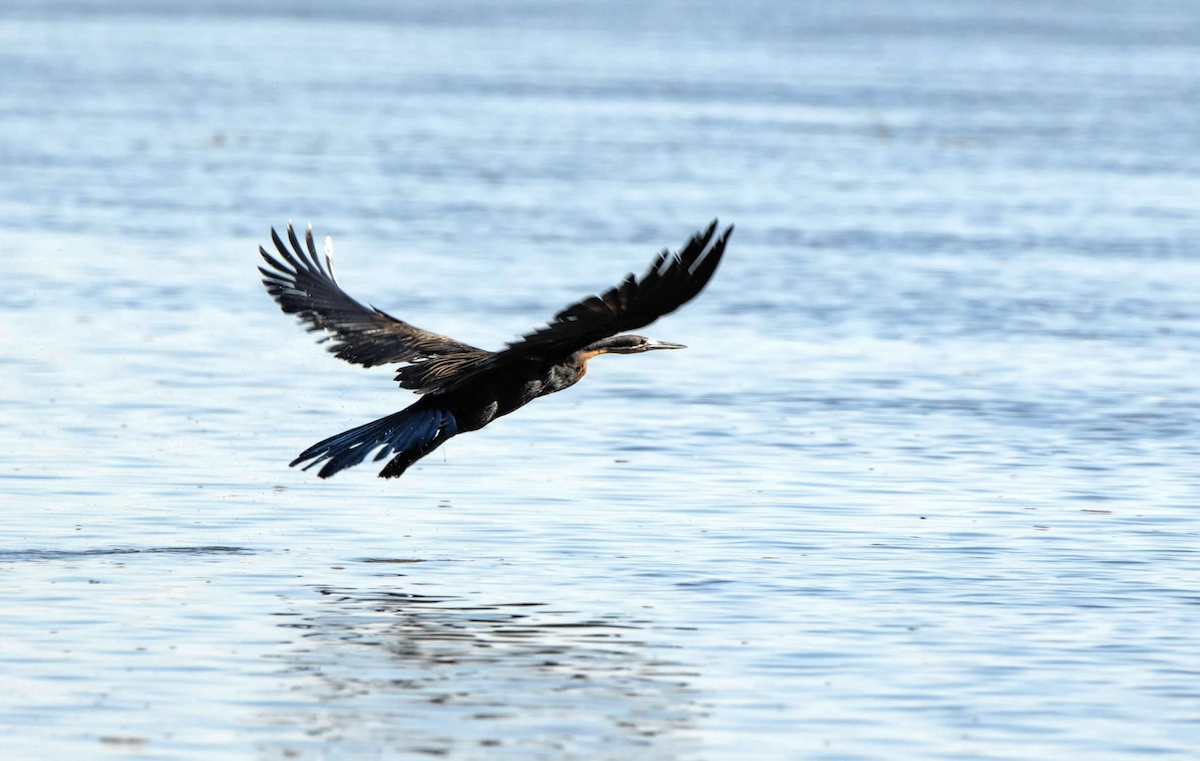 anhinga africká - ML620768115