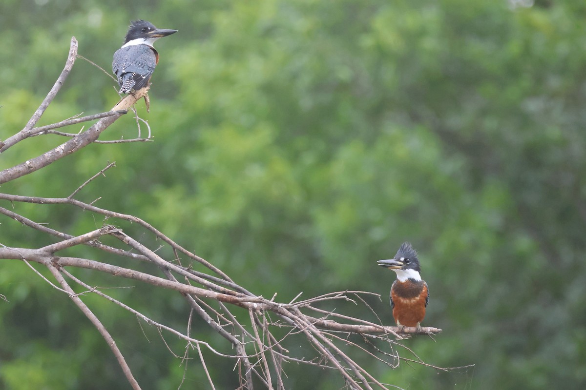 Ringed Kingfisher - ML620768116