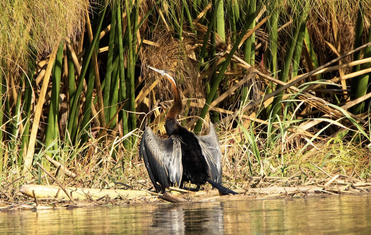 アフリカヘビウ - ML620768117