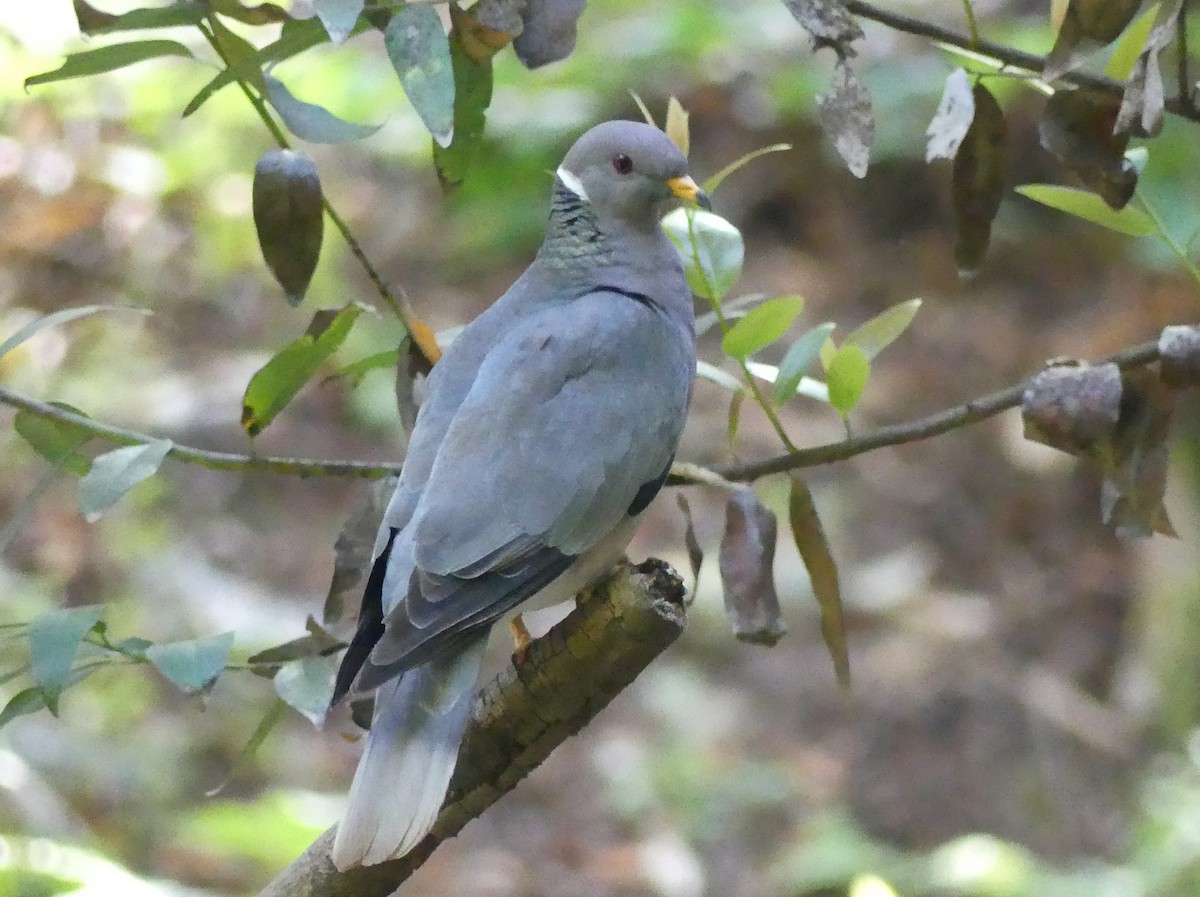 Band-tailed Pigeon - ML620768119