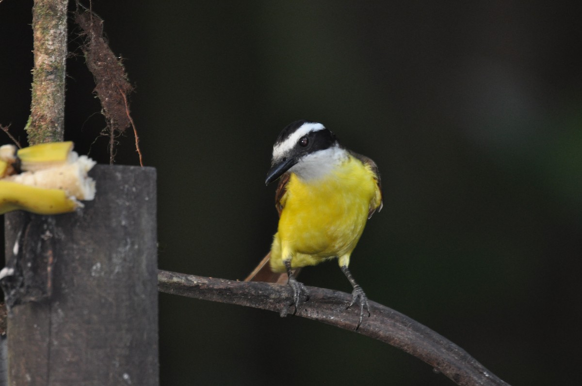 Great Kiskadee - ML620768121