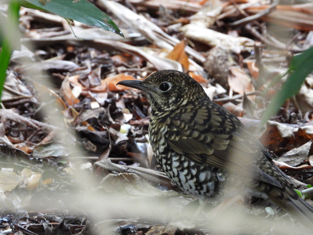 Bassian Thrush - ML620768124