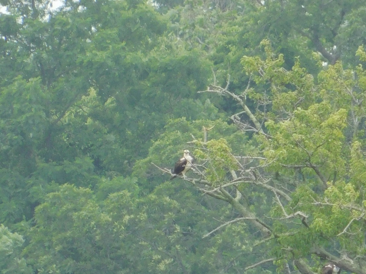 Osprey - ML620768126