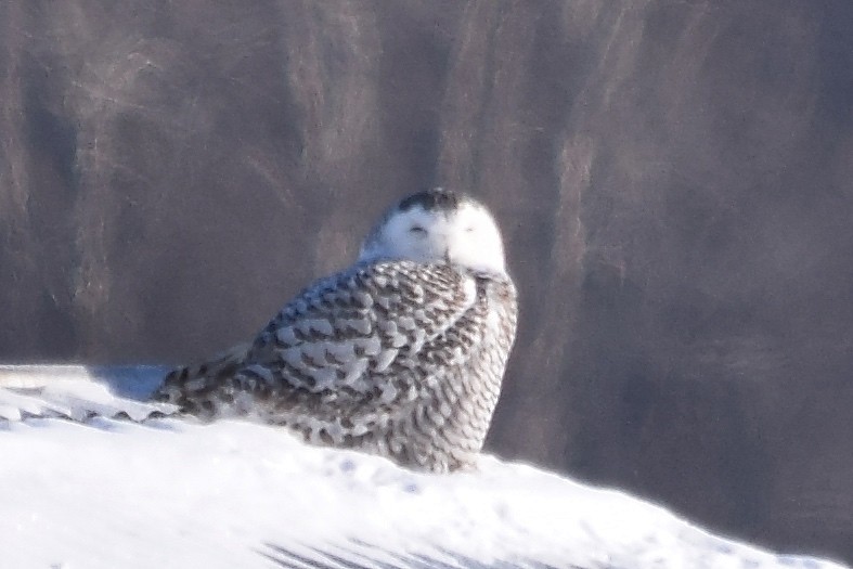 Snowy Owl - ML620768127