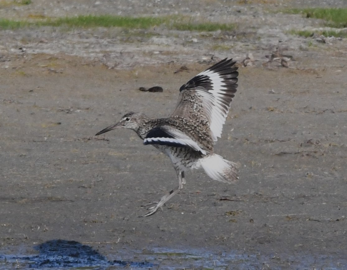 Willet - ML620768128