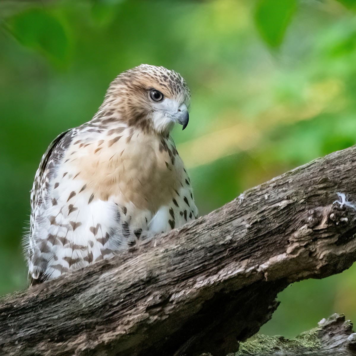 Red-tailed Hawk - ML620768130