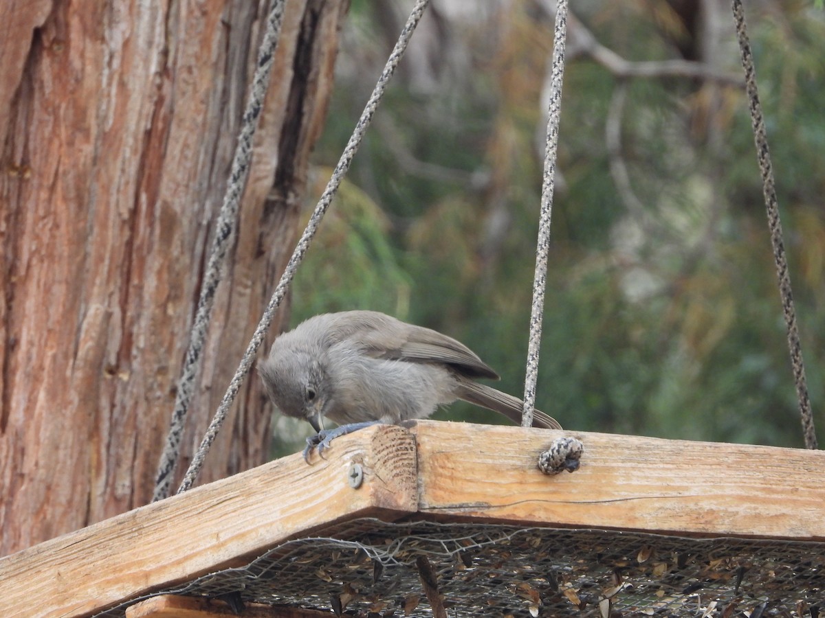 Juniper Titmouse - ML620768132