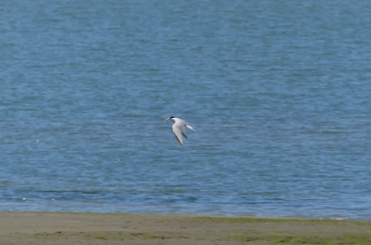 Least Tern - ML620768134