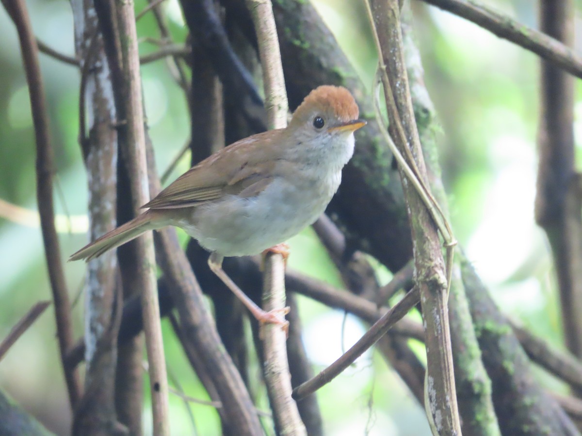 Ruddy-capped Nightingale-Thrush - ML620768135