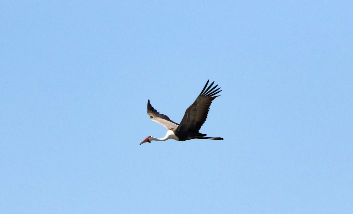 Wattled Crane - ML620768140