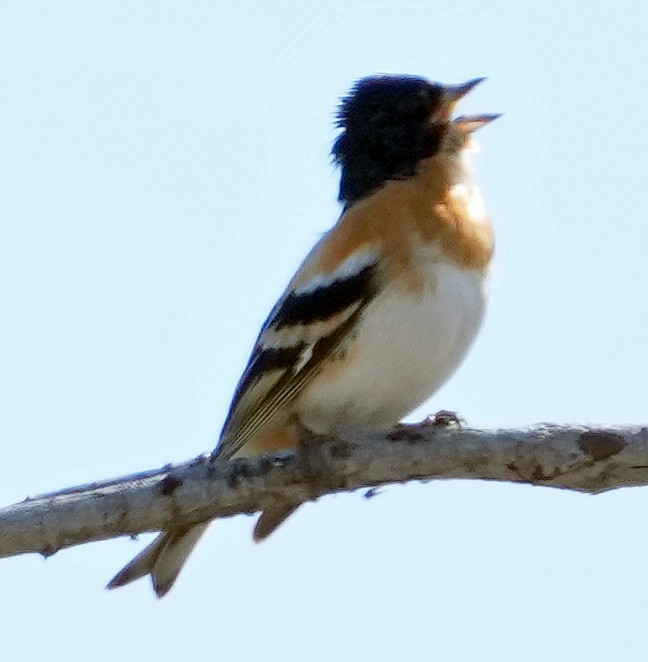 Brambling - ML620768142