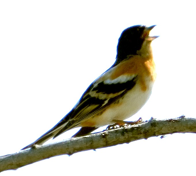 Brambling - ML620768143