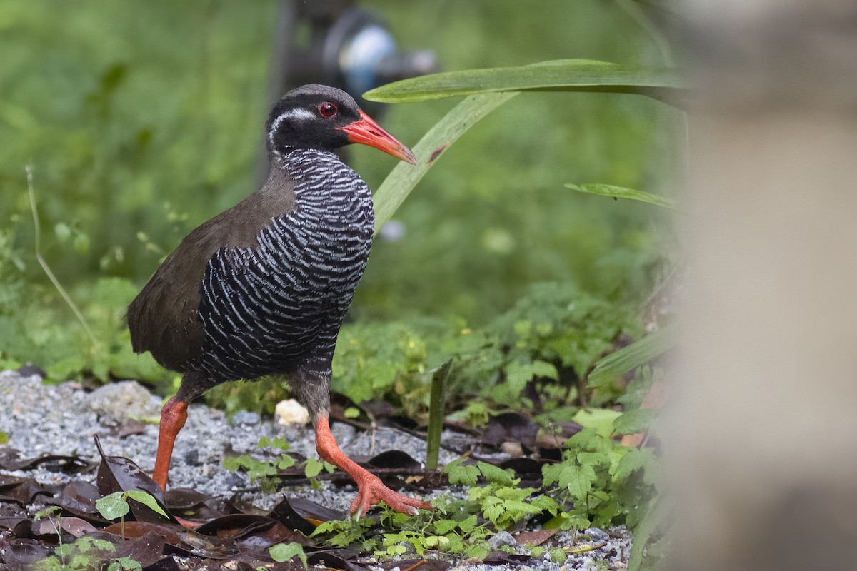 Okinawa Rail - ML620768145