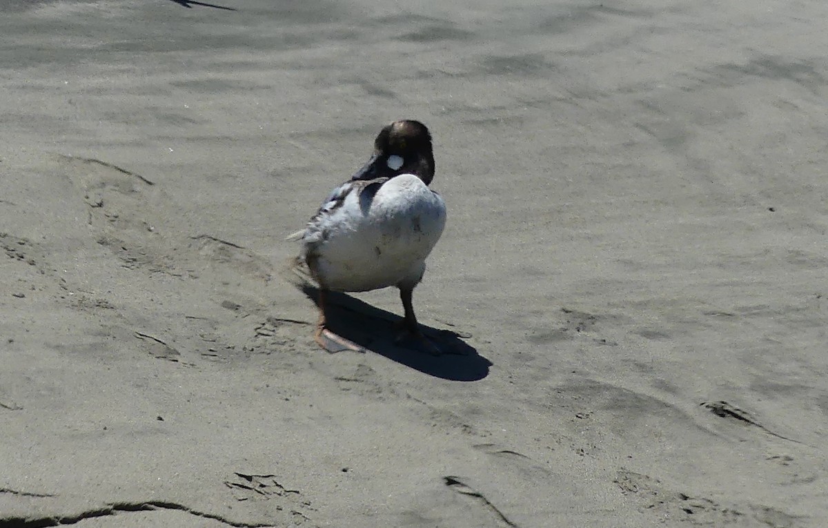 Common Goldeneye - Whitney Grover