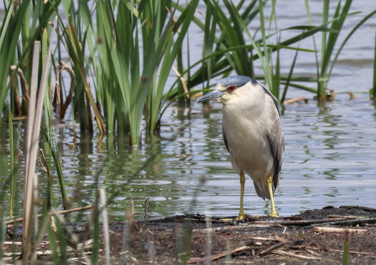 Black-crowned Night Heron - ML620768148