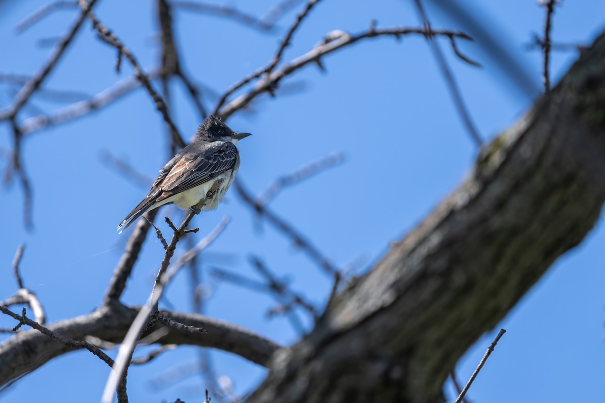 Eastern Kingbird - ML620768149