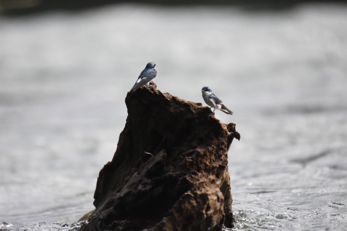 Mangrove Swallow - ML620768156