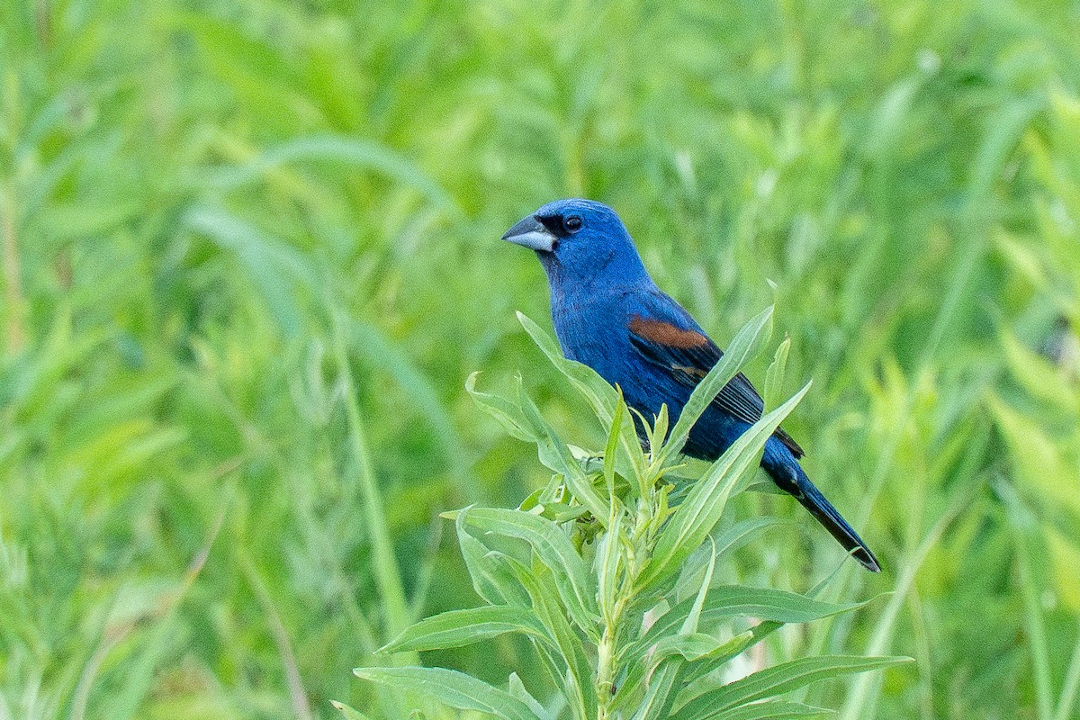 גבתאי כחול - ML620768157