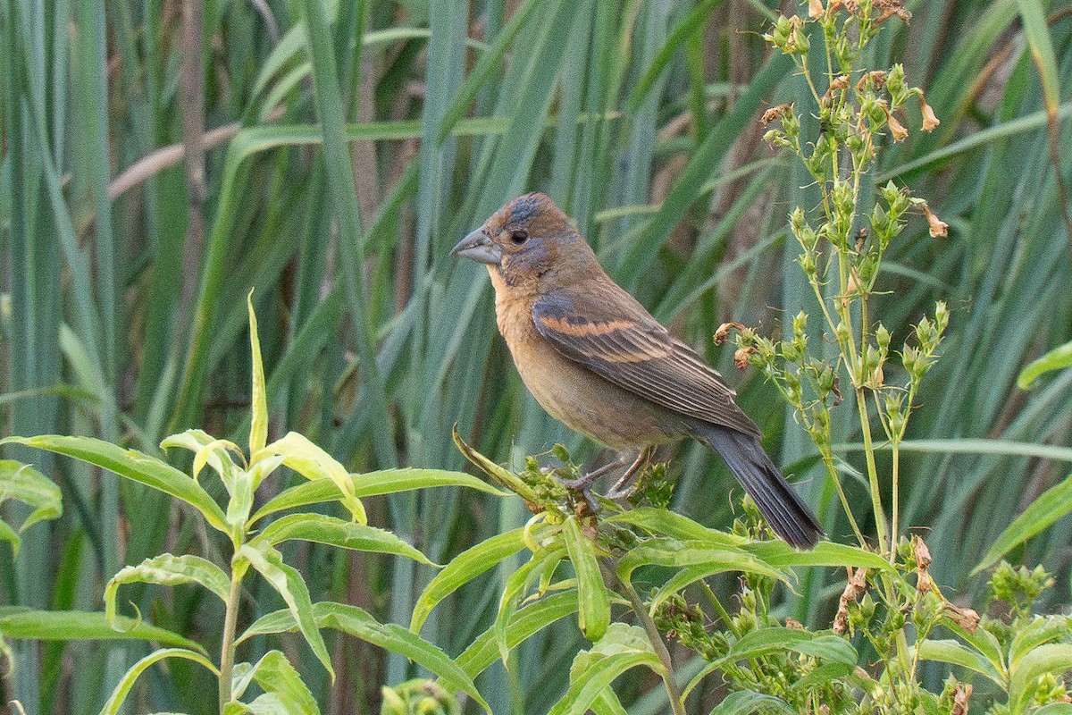 גבתאי כחול - ML620768158