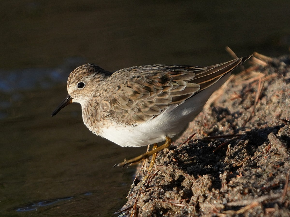 temmincksnipe - ML620768161