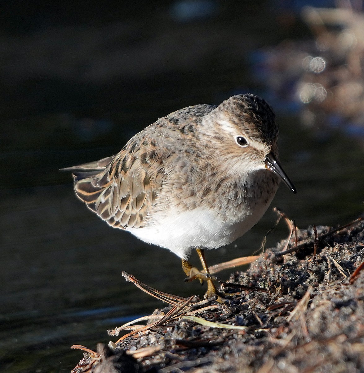 temmincksnipe - ML620768162