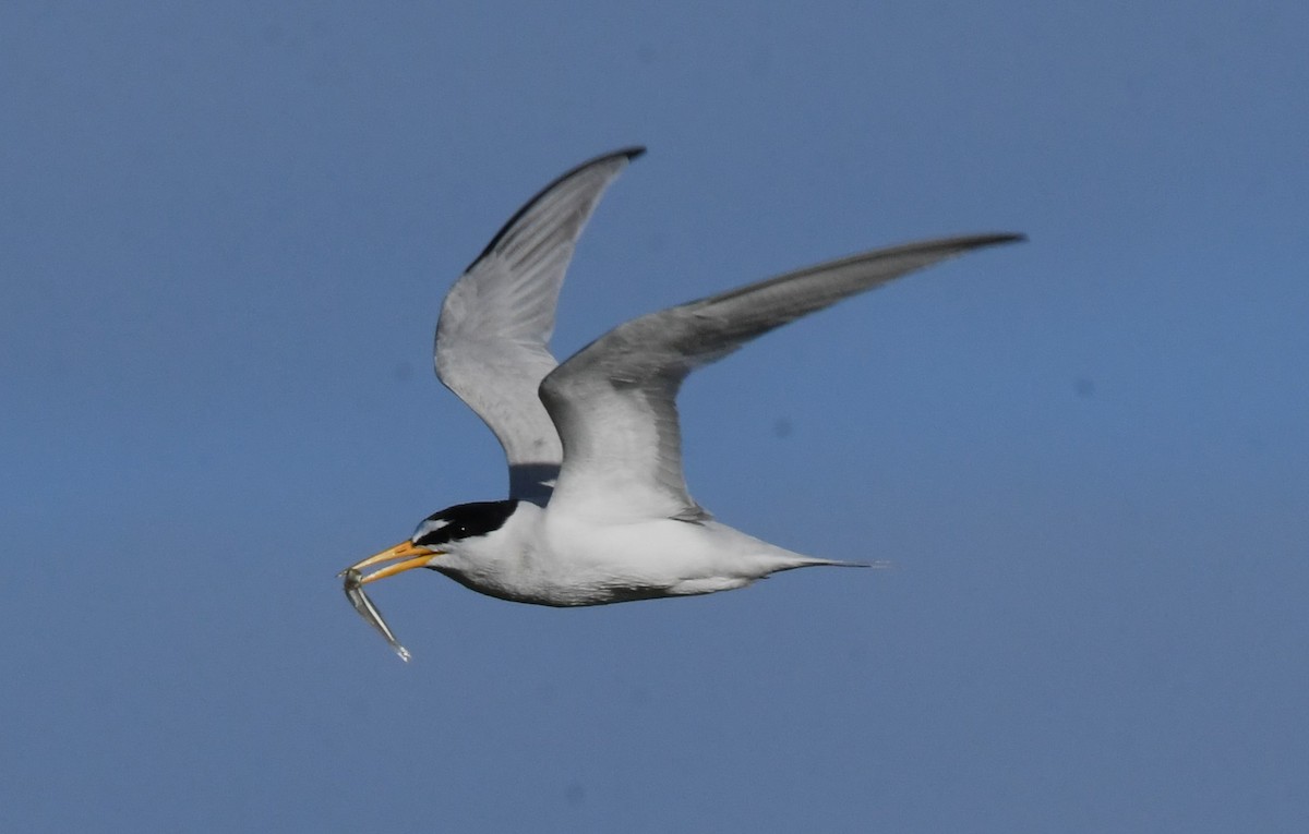 Least Tern - ML620768163