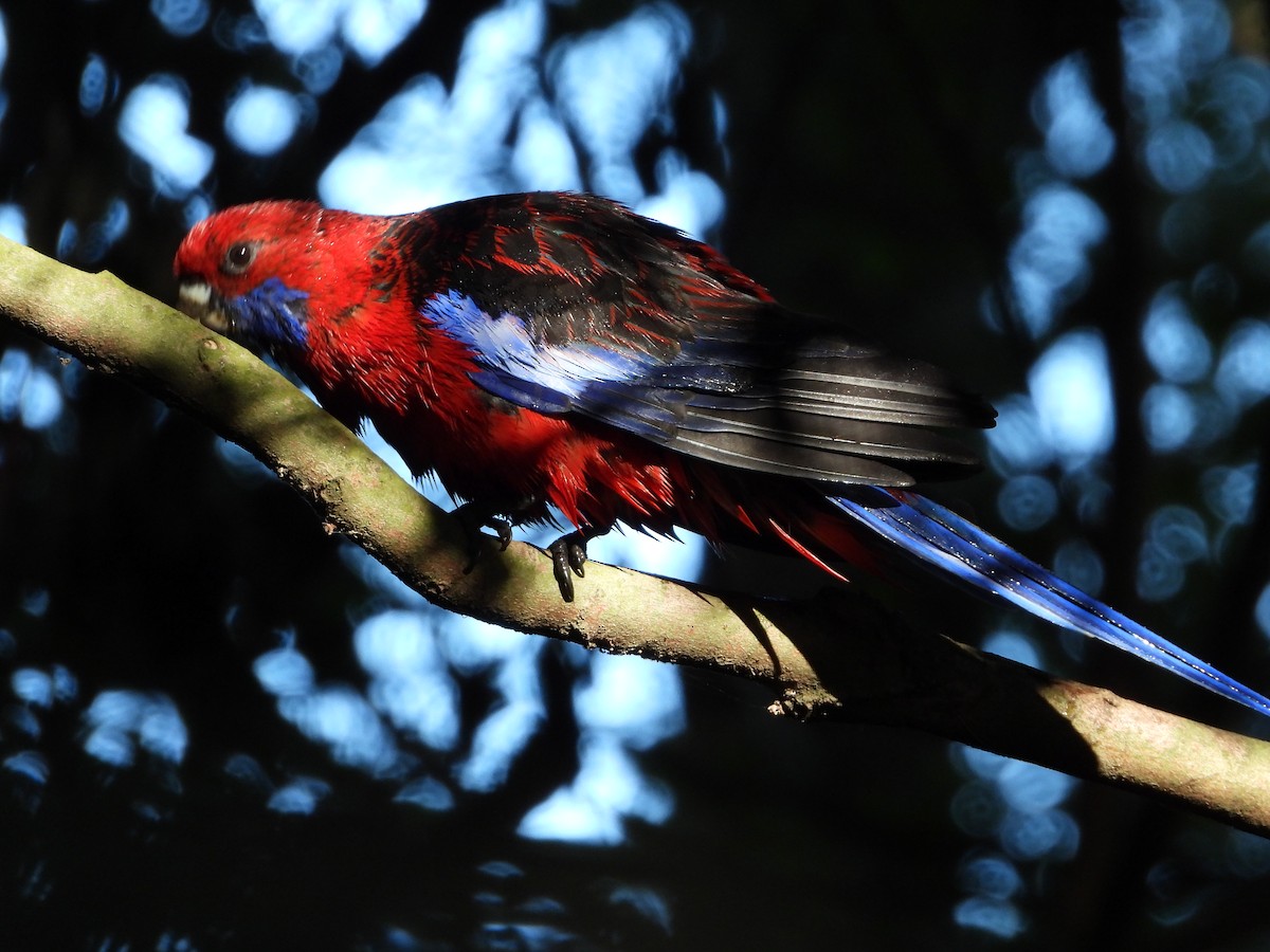 Crimson Rosella - ML620768164