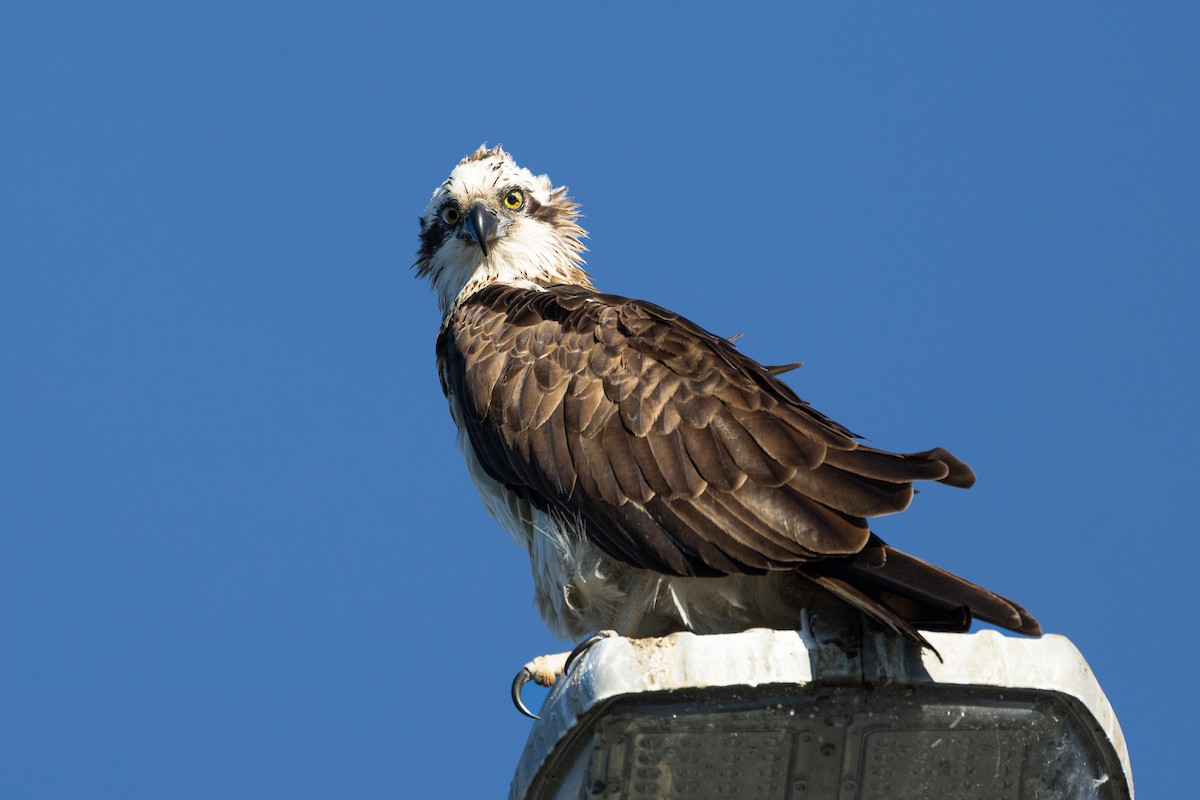 Osprey - Nathan Bartlett