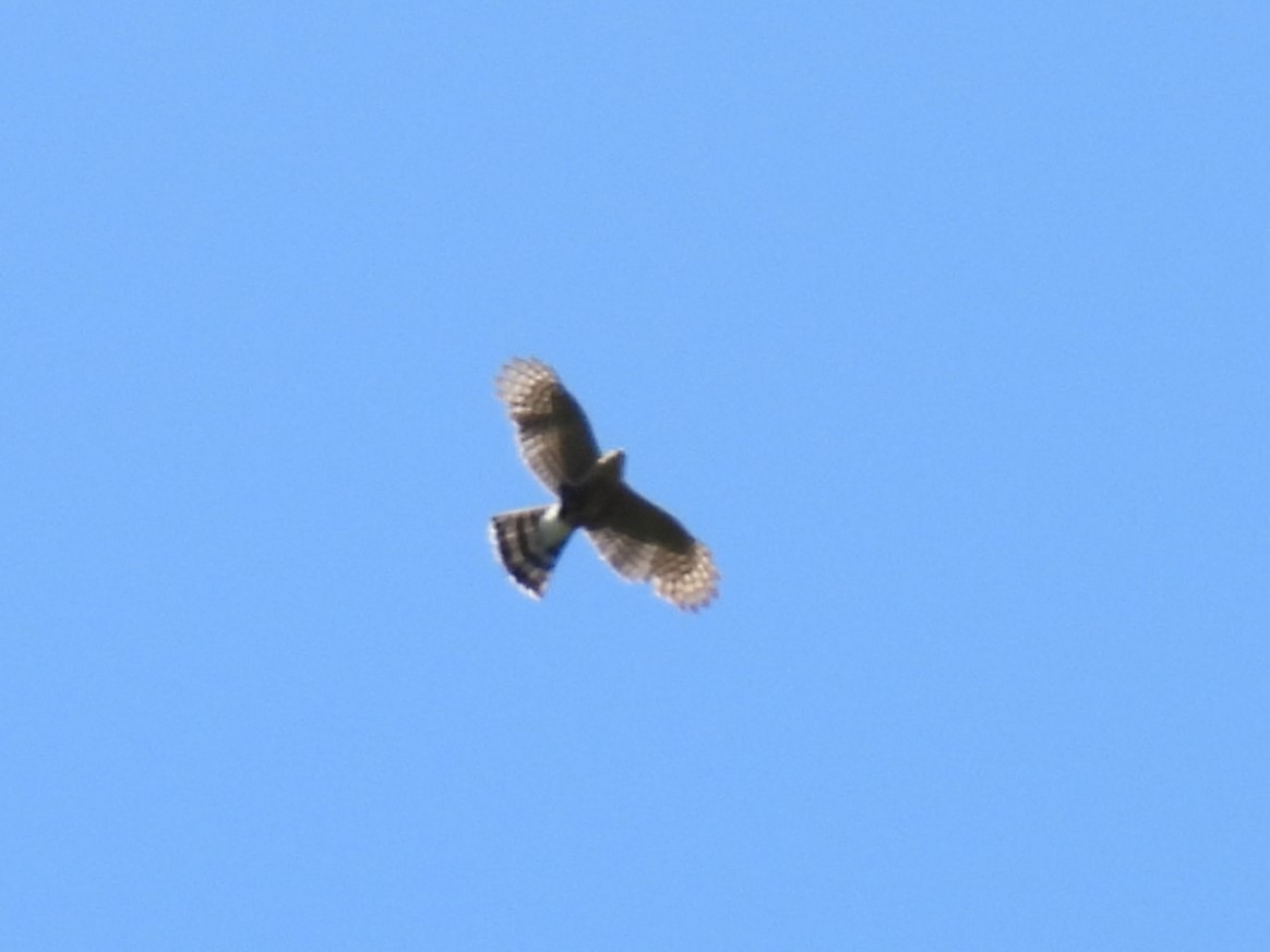 Sharp-shinned Hawk - ML620768167