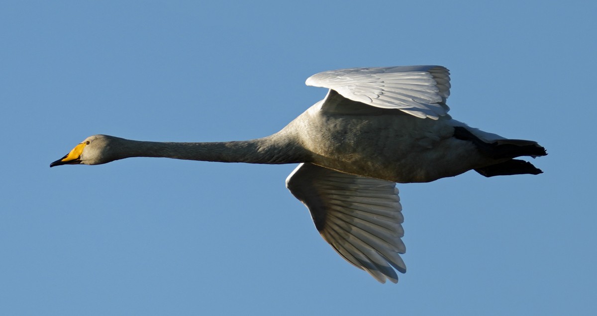 Whooper Swan - ML620768169