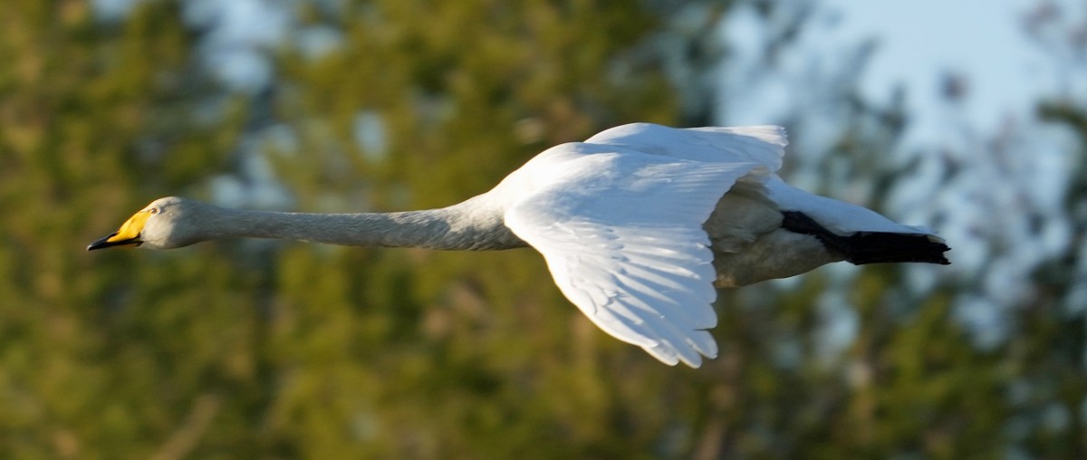 Whooper Swan - ML620768170