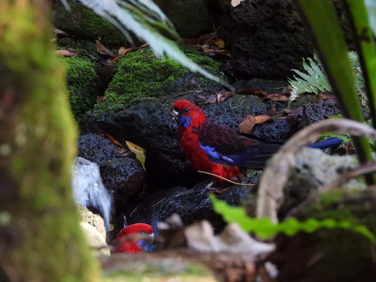 Crimson Rosella - troy and karyn zanker