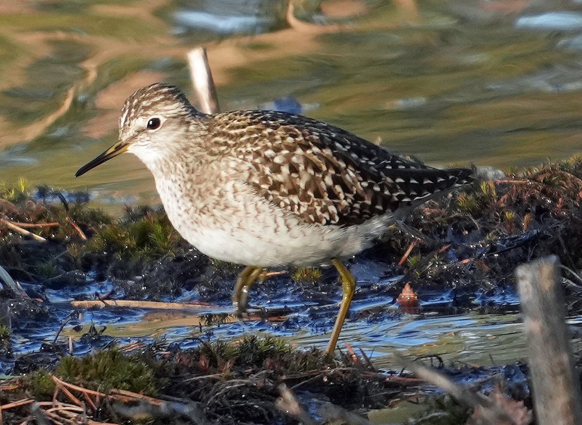 Wood Sandpiper - ML620768178