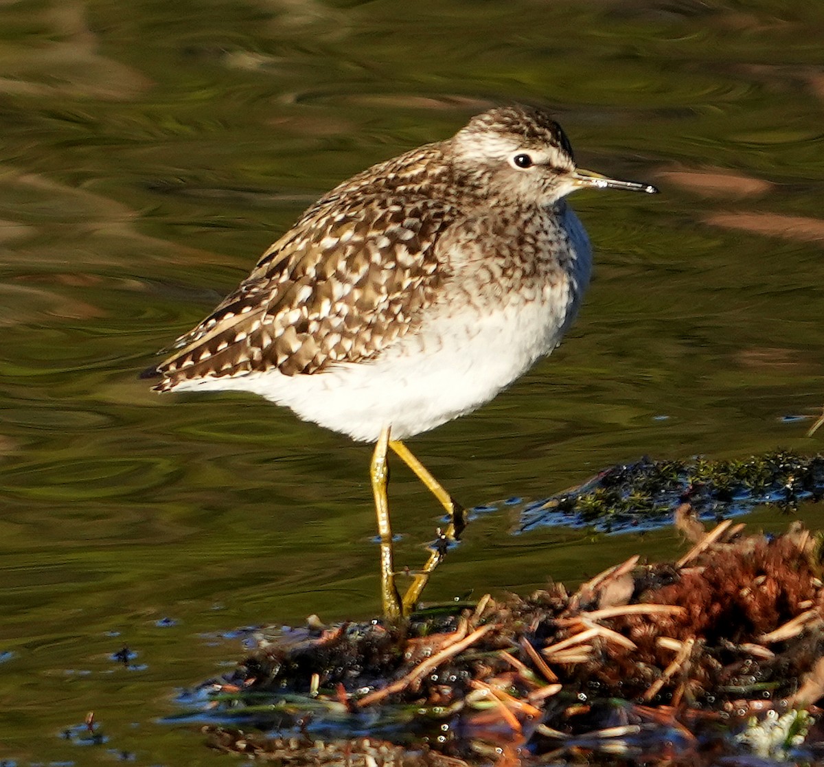 Wood Sandpiper - ML620768179