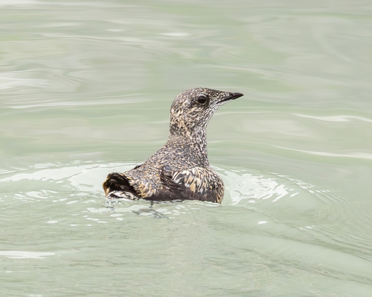 Kittlitz's Murrelet - ML620768183