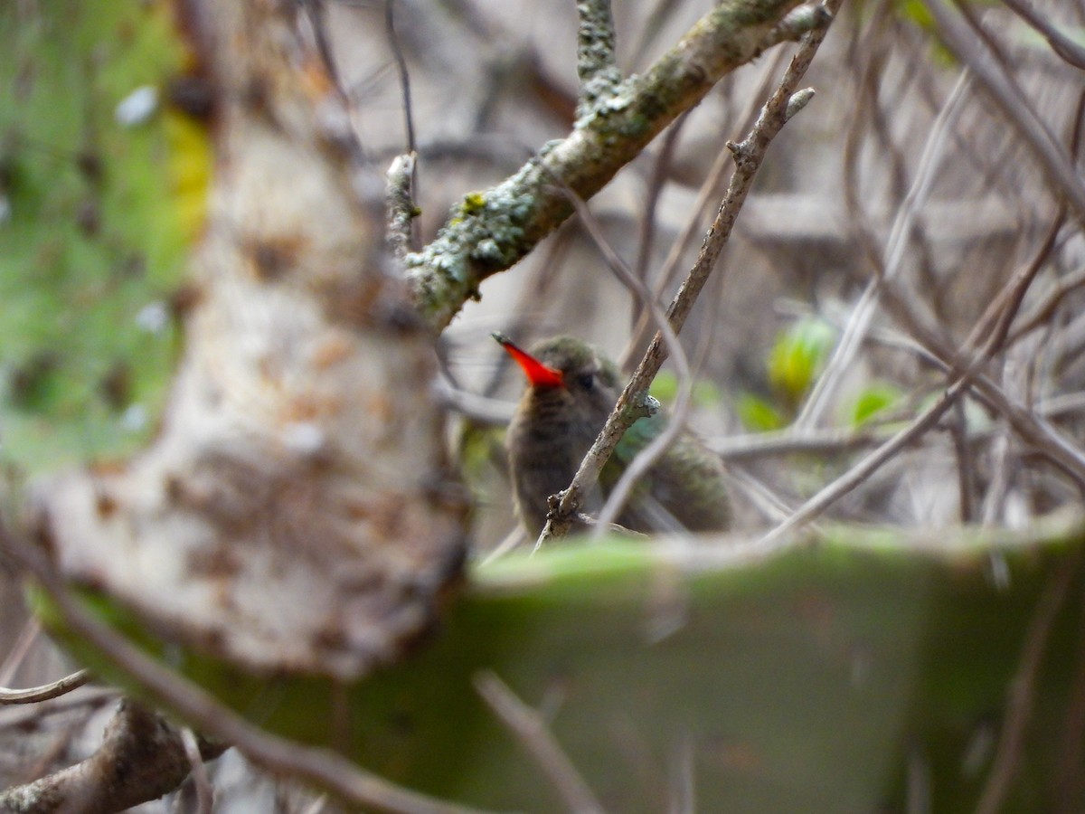 Dusky Hummingbird - ML620768184