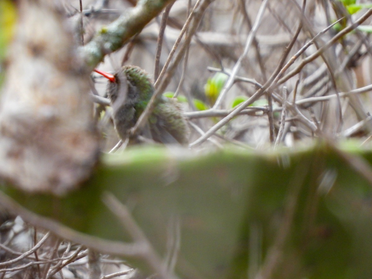 Dusky Hummingbird - ML620768185